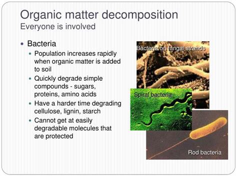 decaying materials|Organic Matter Decomposition .